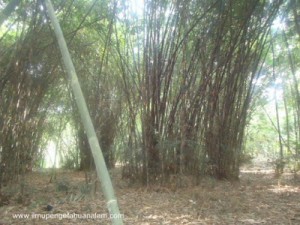 bambu-tali-asparagus cochinchinensis