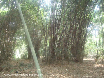 SIIPALA OFFICIAL » Blog Archive Karakteristik Bambu Apus 